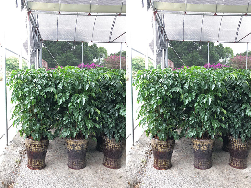绿植花卉租赁
