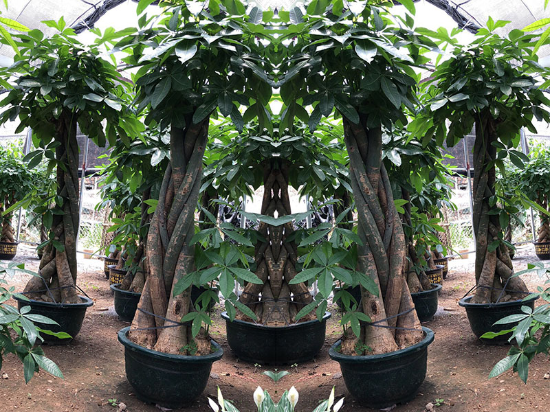 植物租赁租植物