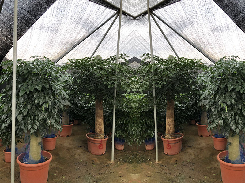 绿植养护